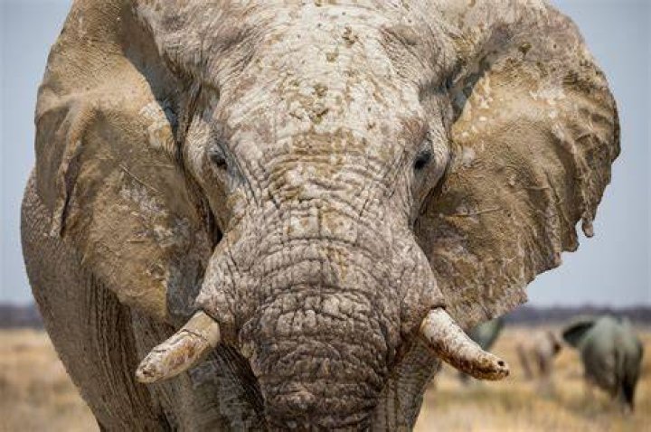 A Journey Of Discovery And Conservation