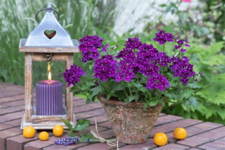 A Journey Of Floral Delights