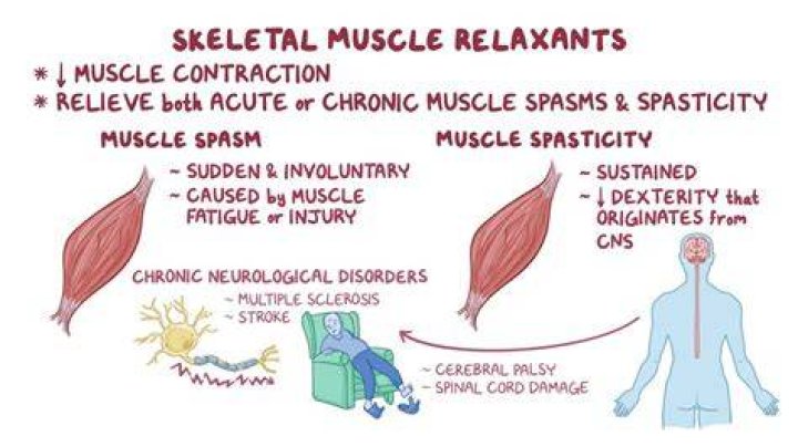A Journey Of Muscle And Controversy