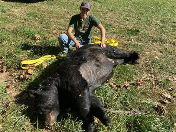 Bear And Georgia Footage Gone Viral ·
