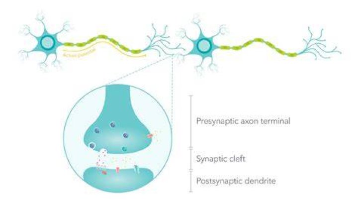 Discoveries And Insights In Synaptic Therapies: Beaudesert Photos