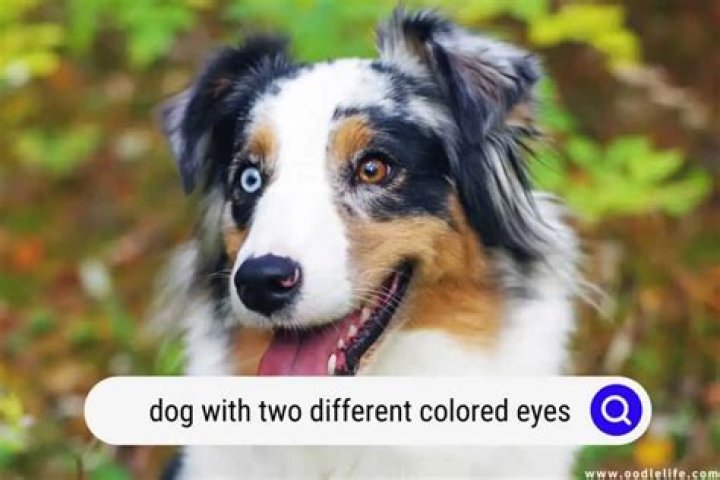 Does Victoria Pedretti have 2 different color eyes?