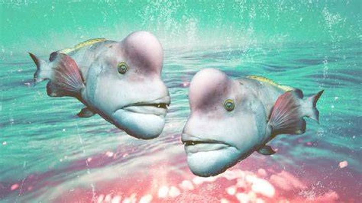 Exploring The World's Most Extraordinary Ugly Fish