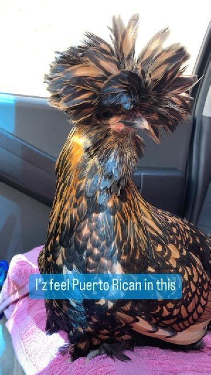I Feel Like A Puerto Rican In This Hair