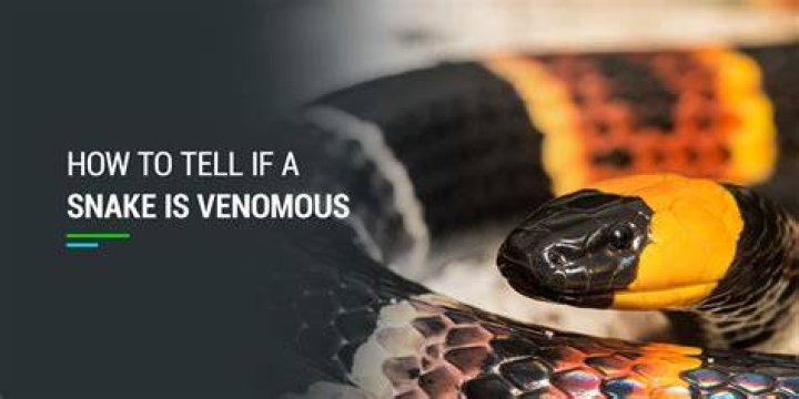 If You Smell This in Your Home, You May Have a Venomous Snake