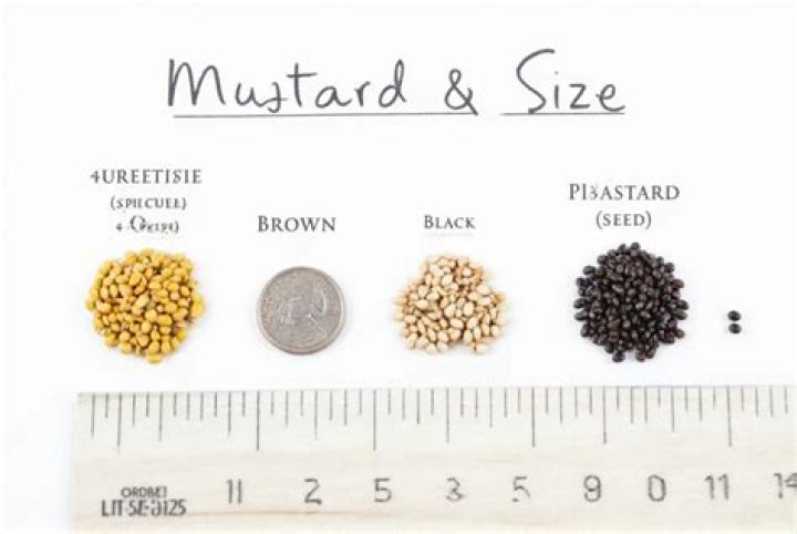 Is the mustard seed the smallest of all seeds? ·