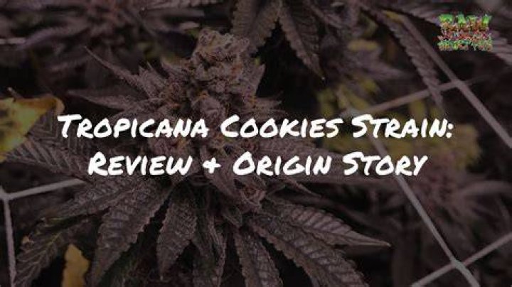 Medicinal Benefits of the Tropicana Cookies Cannabis Strain