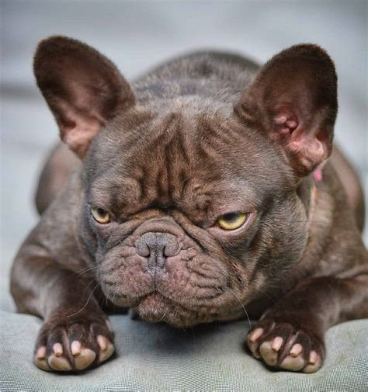 Ralphie the 'demon' French bulldog has been adopted again hopefully for good |