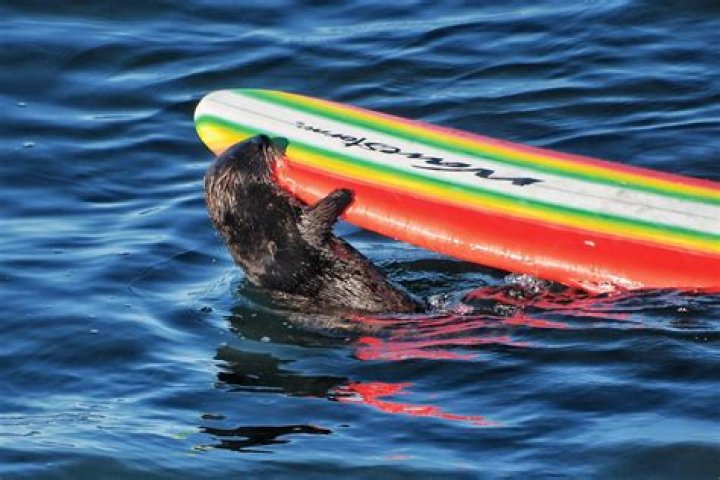 Sea Otters Steal Surfboards, Claims They Are Joining 'Orca Uprising'