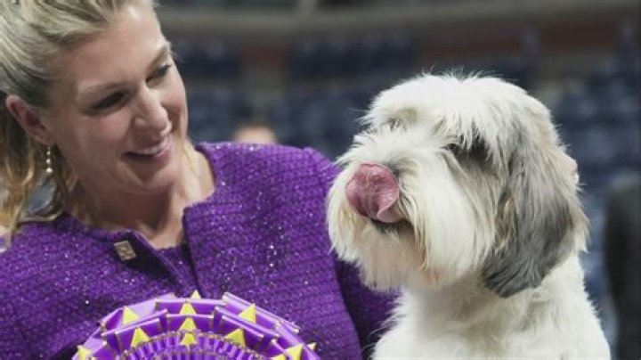 Thor The Bulldog Wins Best In Show Hollywood Life