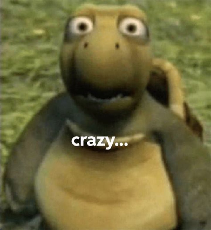 Turtle Meme Over The Hedge: Hilarious Memes And GIFs