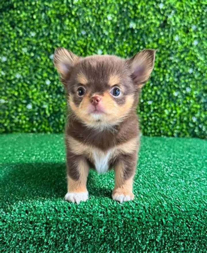 Unleash The Secrets Of Tom Hardy's Love For Puppies: A Journey Of Discovery