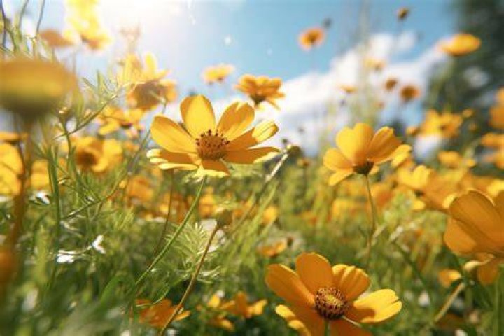Unveiling The Symbolism Of Yellow Flowers On September 21
