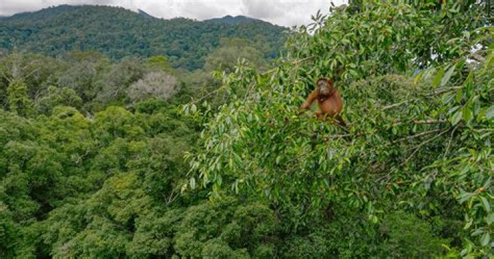 ZBlogY | 'Extinct' monkey rediscovered in Indonesia jungle